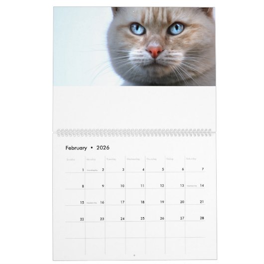 Cats Calendar Kalender (Feb 2026)