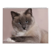 Cats Calendar Kalender (Hoes)