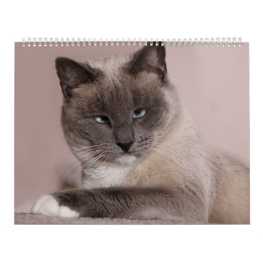 Cats Calendar Kalender (Hoes)