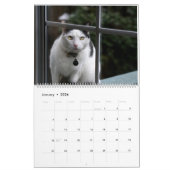 Cats Calendar Kalender (Jan 2026)