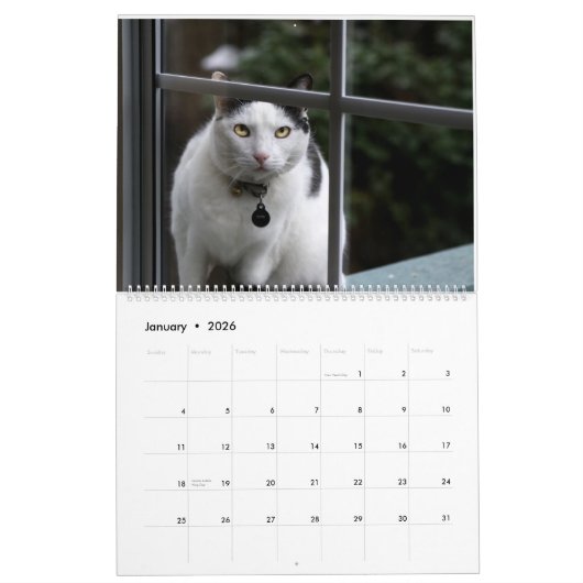 Cats Calendar Kalender (Jan 2026)