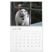 Cats Calendar Kalender (Jan 2027)