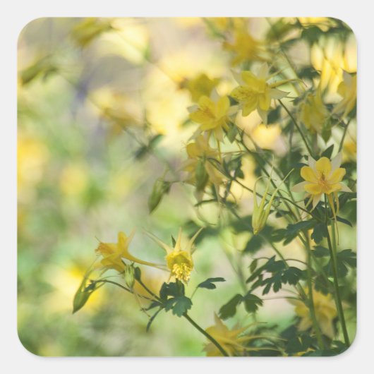 Cats-Claw in de zon van Arizona Vierkante Sticker (Voorkant)