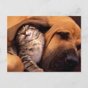 Cats & Dogs Briefkaart