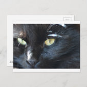 Cat's eet je briefkaart (Voorkant / Achterkant)