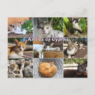 Cats katten van Cyprus briefkaart