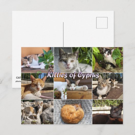 Cats katten van Cyprus briefkaart (Voorkant / Achterkant)