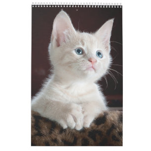 Cats lover-agenda kalender