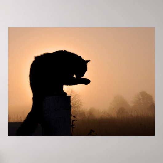 Cat's morning Bath Poster (Voorkant)