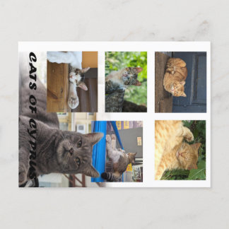 Cats of Cyprus briefkaart