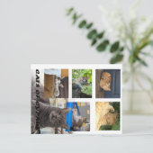 Cats of Cyprus briefkaart (Staand voorkant)