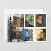 Cats of Cyprus briefkaart (Voorkant / Achterkant)