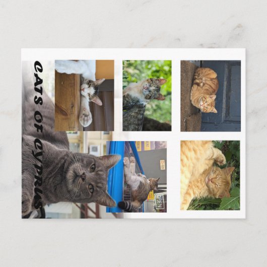 Cats of Cyprus briefkaart (Voorkant)