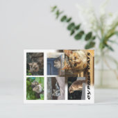 Cats of Cyprus briefkaart (Staand voorkant)