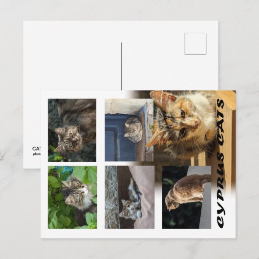 Cats of Cyprus briefkaart (Voorkant / Achterkant)