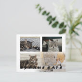 Cats of Cyprus briefkaart (Staand voorkant)