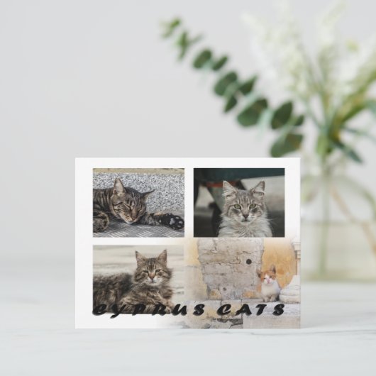 Cats of Cyprus briefkaart (Staand voorkant)