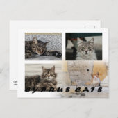 Cats of Cyprus briefkaart (Voorkant / Achterkant)