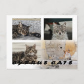 Cats of Cyprus briefkaart (Voorkant)