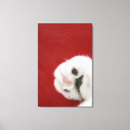 Cat's paw canvas afdruk (Voorkant)