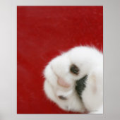 Cat's paw poster (Voorkant)