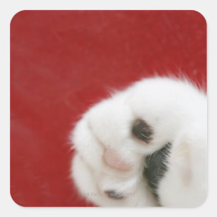 Cat's paw vierkante sticker