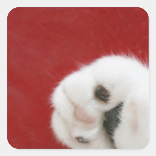 Cat's paw vierkante sticker (Voorkant)