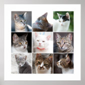 CATS POSTER (Voorkant)