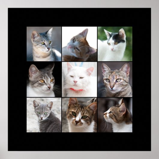 CATS POSTER (Voorkant)