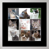 CATS POSTER (Voorkant)