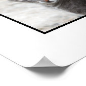 CATS POSTER (Hoek)