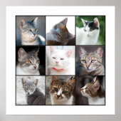 CATS POSTER (Voorkant)