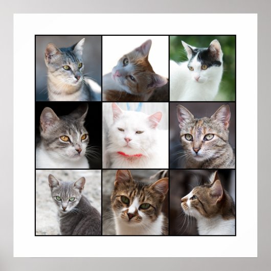 CATS POSTER (Voorkant)