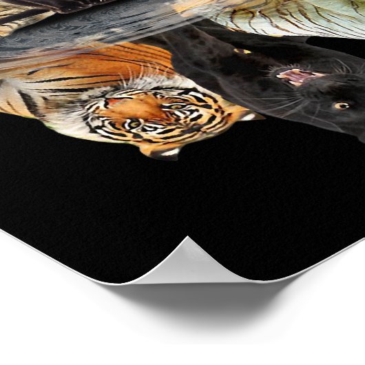 Cats Reflection Friend Cat Lovers Cute Tiger Poster (Hoek)