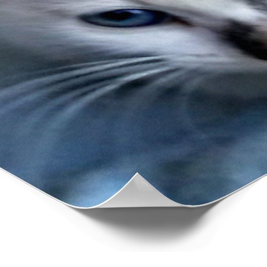 Cats Relaxing Poster (Hoek)