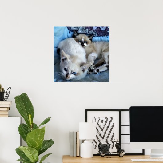 Cats Relaxing Poster (Thuiskantoor)
