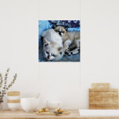 Cats Relaxing Poster (Keuken)