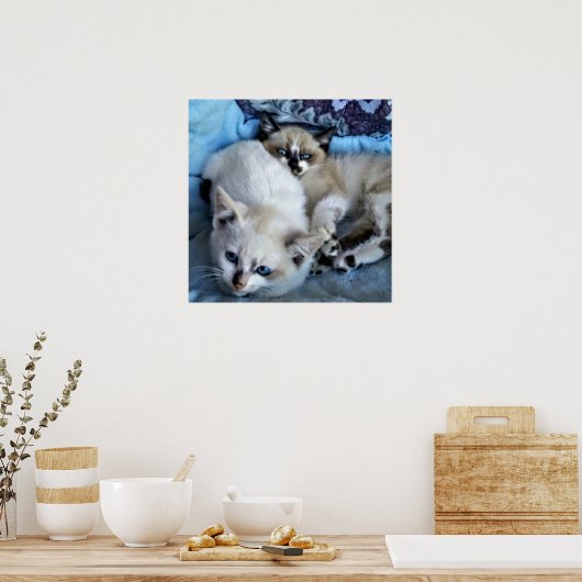 Cats Relaxing Poster (Keuken)