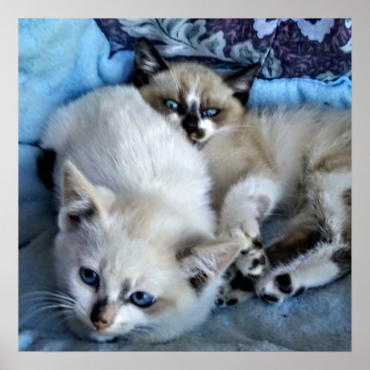 Cats Relaxing Poster (Voorkant)