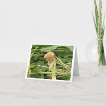 Cat's Rule Blank Note Cards