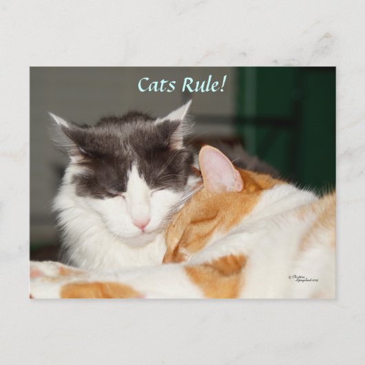 Cats Rule Cute Briefkaart (Voorkant)