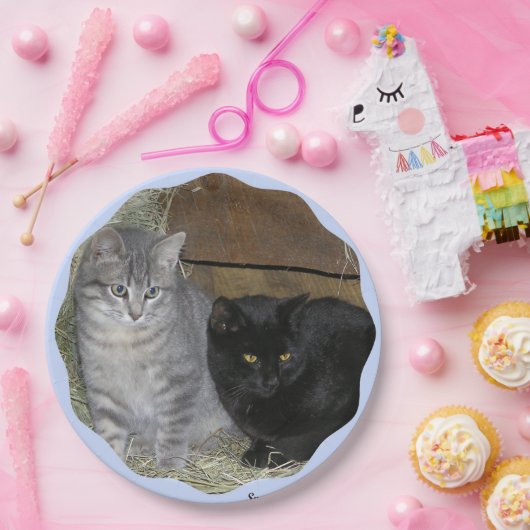 Cats Rule Paper Bord (Feest)