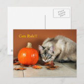 Cats Rule Siamese Post Card Briefkaart (Voorkant / Achterkant)