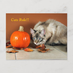 Cats Rule Siamese Post Card Briefkaart