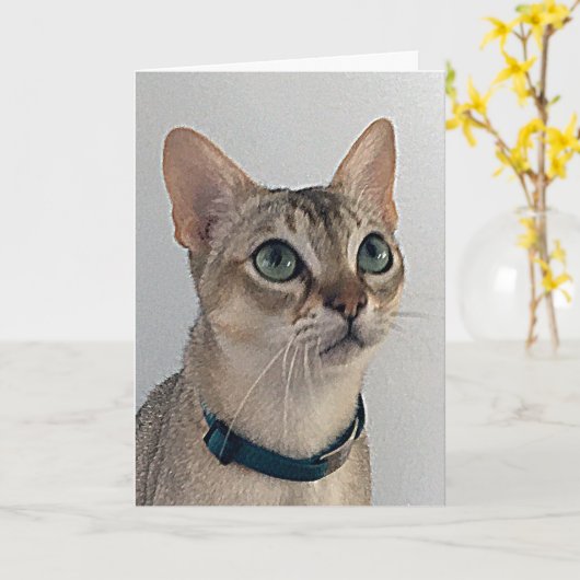 Cat's Snarky Excuses Verjaardag Kaart (Gele Bloem)