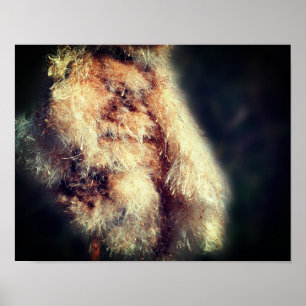 Cattail Fluff Close Poster