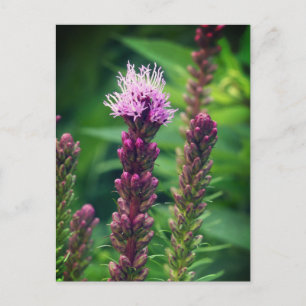 Cattail gayfeather bloem. Glossy poster Briefkaart