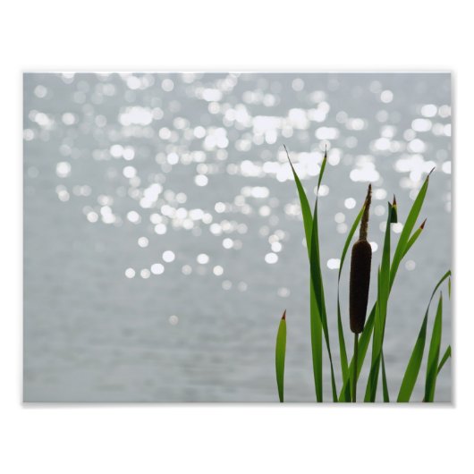 Cattail in Front of Lake Foto Afdruk (Voorkant)