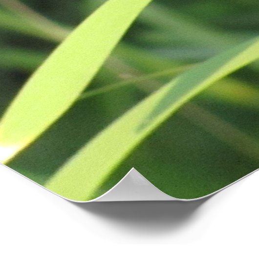 Cattail op Sunset Poster (Hoek)