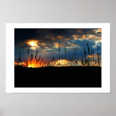 CatTail Sunrise Poster (Voorkant)